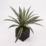Dracaena Plant, Artificial, Variegated Leaves, diameter 50cm FR