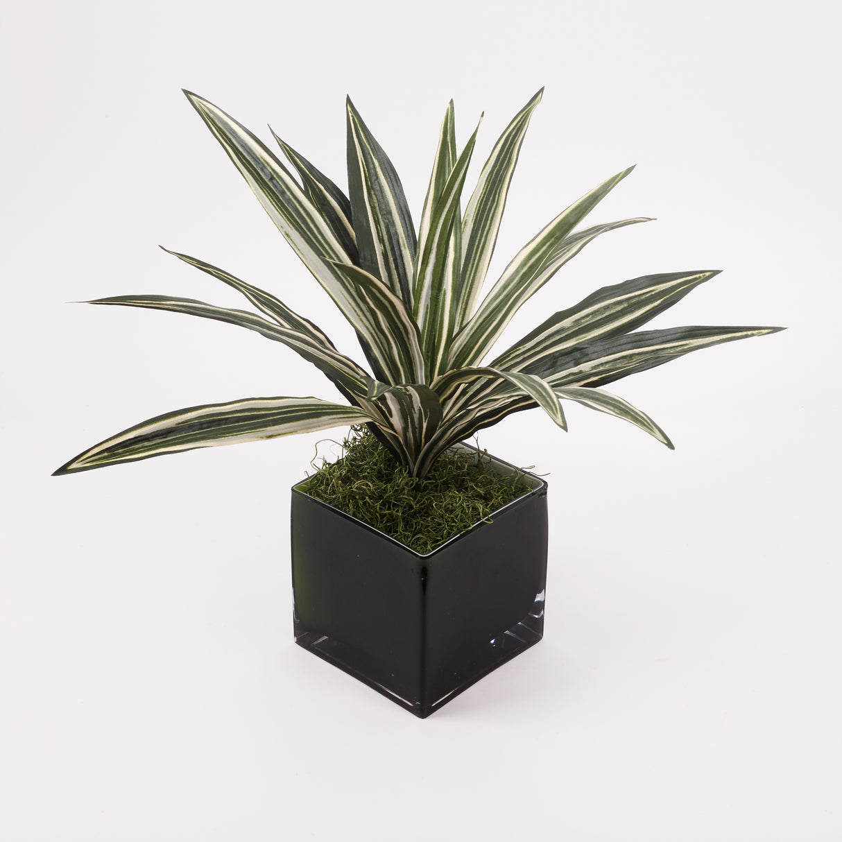 Dracaena Plant, Artificial, Variegated Leaves, diameter 50cm FR