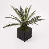 Dracaena Plant, Artificial, Variegated Leaves, diameter 50cm FR