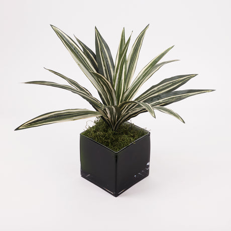 Dracaena Plant, Artificial, Variegated Leaves, diameter 50cm FR