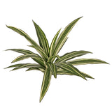 Dracaena Plant, Artificial, Variegated Leaves, diameter 50cm FR