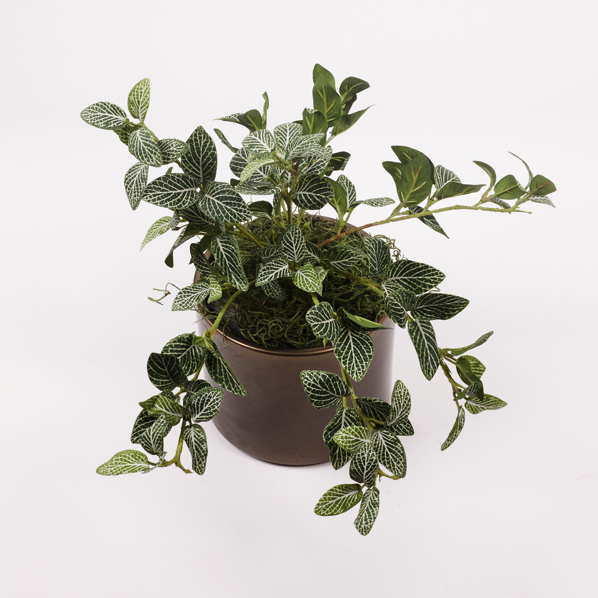 Fittonia Bush, Artificial, 33cm FR