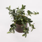 Fittonia Bush, Artificial, 33cm FR