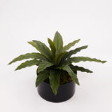 Nest Fern (Asplenium), Artificial, H25cm