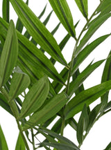 Parlour Palm (Chamaedora elegans), artificial, UV, 65cm