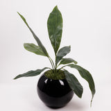 Aspidistra eliator, Artificial, Green, 55cm