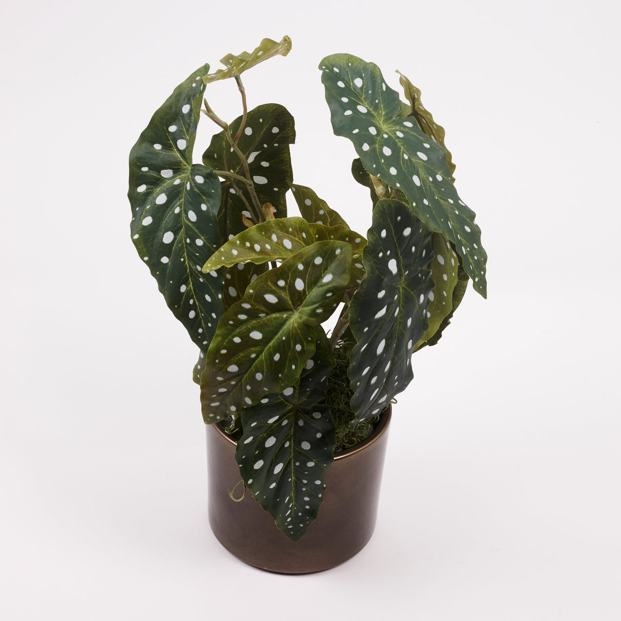 Begonia maculata, Artificial, Green, 38cm