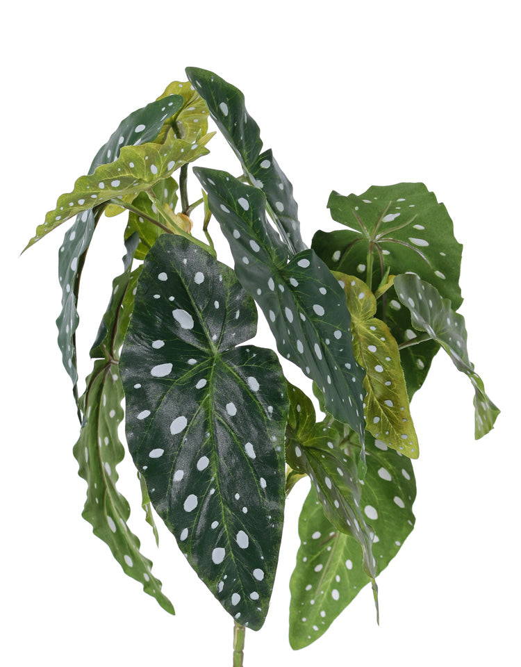 Begonia maculata, Artificial, Green, 38cm