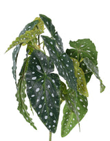Begonia maculata, Artificial, Green, 38cm