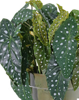 Begonia maculata, Artificial, Green, 38cm