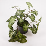 Nephthytis Plant (Arrow head), Artificial, Green, diameter 35cm