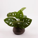 Monstera 'Monkey leaf' (Cheese Plant), Artificial, 30cm