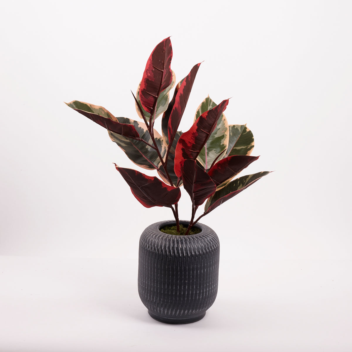 Ficus 'Ruby', Artificial, Red/Green, 60cm FR
