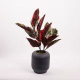 Ficus 'Ruby', Artificial, Red/Green, 60cm FR