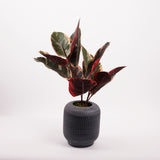 Ficus 'Ruby', Artificial, Red/Green, 60cm FR