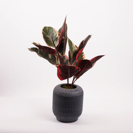 Ficus 'Ruby', Artificial, Red/Green, 60cm FR