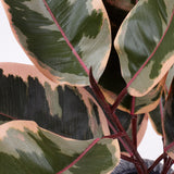 Ficus 'Ruby', Artificial, Red/Green, 60cm FR