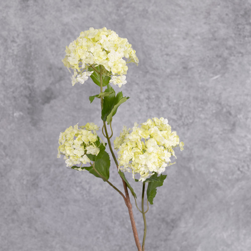 A group of three faux viburnum flower heads in a cream colour with green tinges