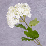 A close up of a viburnum flower head in white