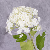 A close up of a viburnum flower head in white