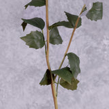 A close up of dahlia leaves