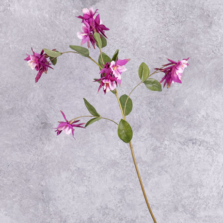 An aquilegia spray, with flowers in a warm purple hue, and pinkish centre, and leaves over several branchlets