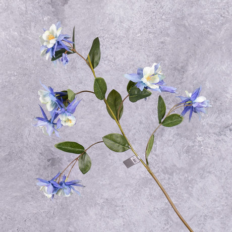 An aquilegia spray, with flowers in a blue hue, and white centre, and leaves over several branchlets