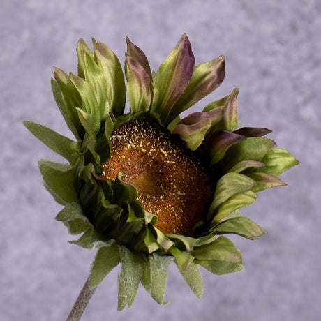 A close up of a single, faux, sunflower head in a muted purple colour, with tinges of green
