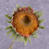 A close up of a single, faux, sunflower head in a soft yellow colour, with tinges of pink