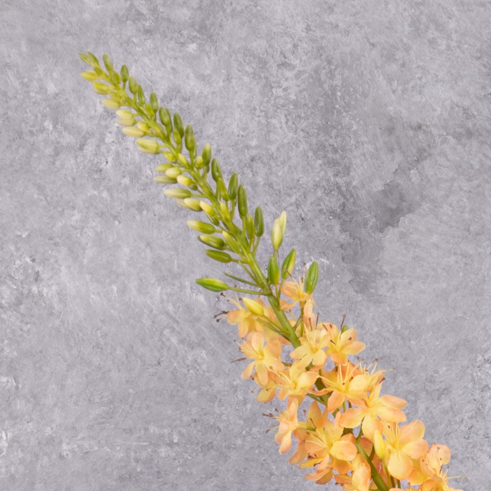 A close up of a faux peachy-yellow eremurus flower