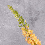 A close up of a faux peachy-yellow eremurus flower