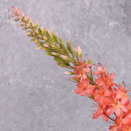 A close up shot of a faux foxtail lily with warm salmon flowers showing the top detail