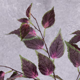 Close up detail of Coleus leaves, showing the underside with a pink hue, and the top with a variegated purple and green colour.