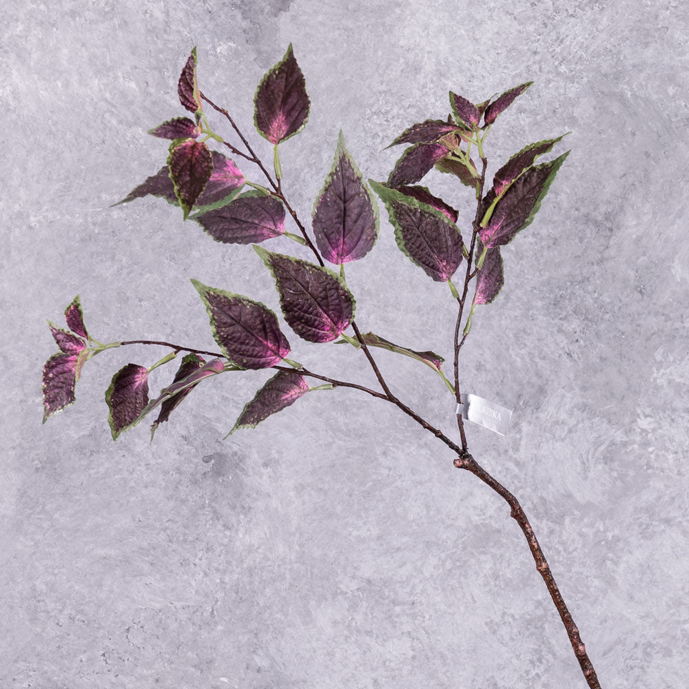 A single Coleus leaf spray with green and purple variegated leaves sprouting from three branchlets