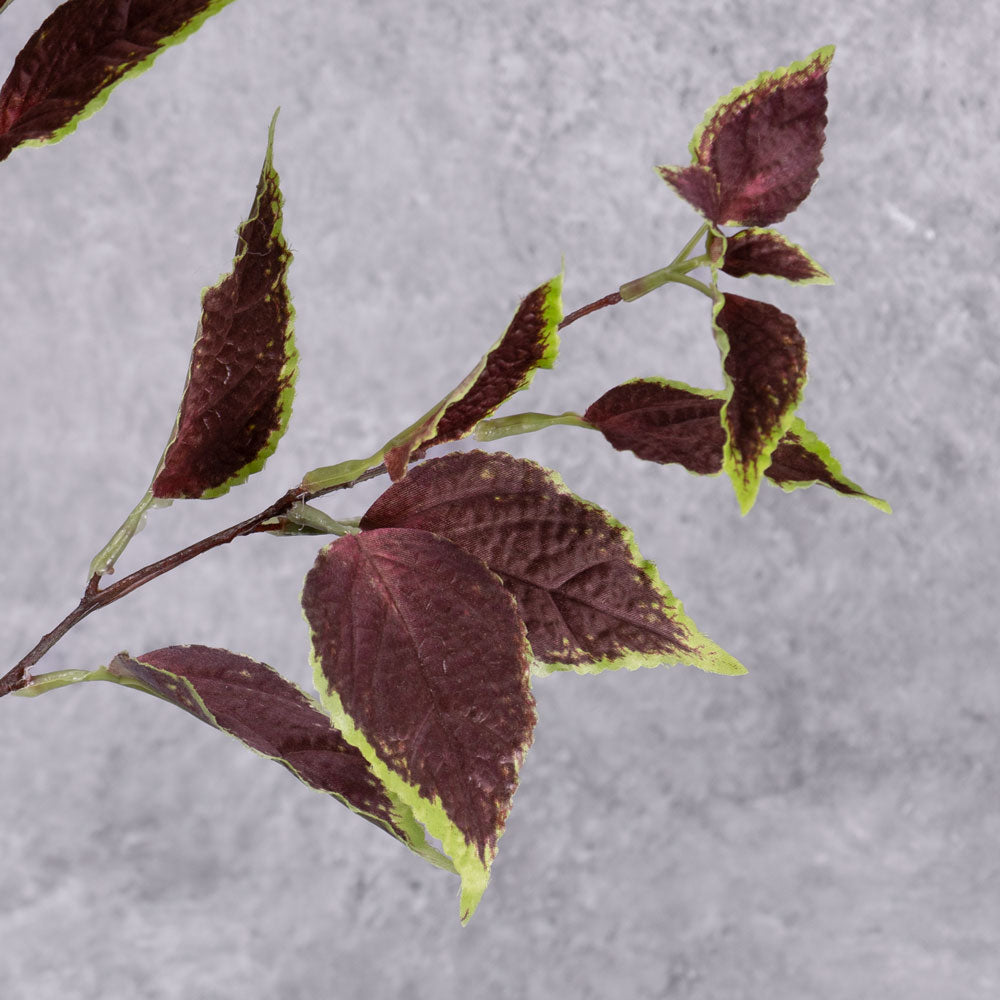 A close up of a Coleus leaf spray with green edged brown leaves on three branchlets