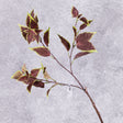 A Coleus leaf spray with green edged brown leaves on three branchlets