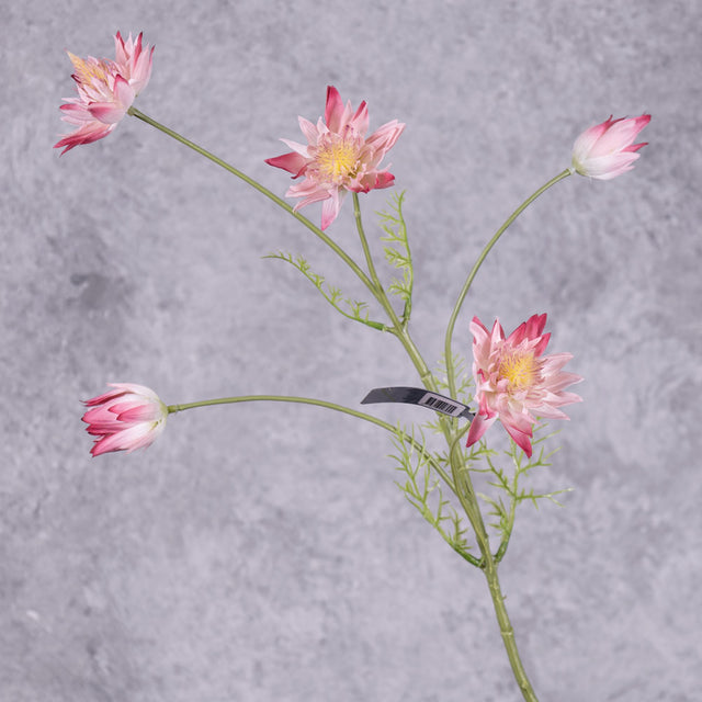 A faux protea stem, with 5 flowers in a pink-white colour, over several branchlets