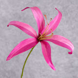 A close up shot of a single, faux lily flower in bright pink