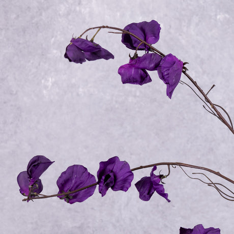 Sweet Pea Spray (Lathyrus) (Silk-ka) Purple 117cm