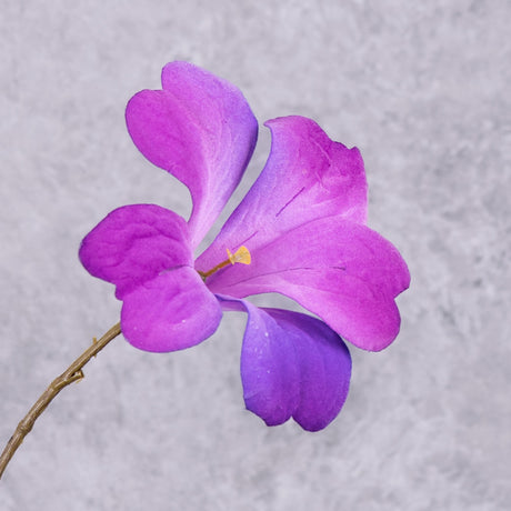 Petunia Spray (Silk-ka), Purple, 95cm