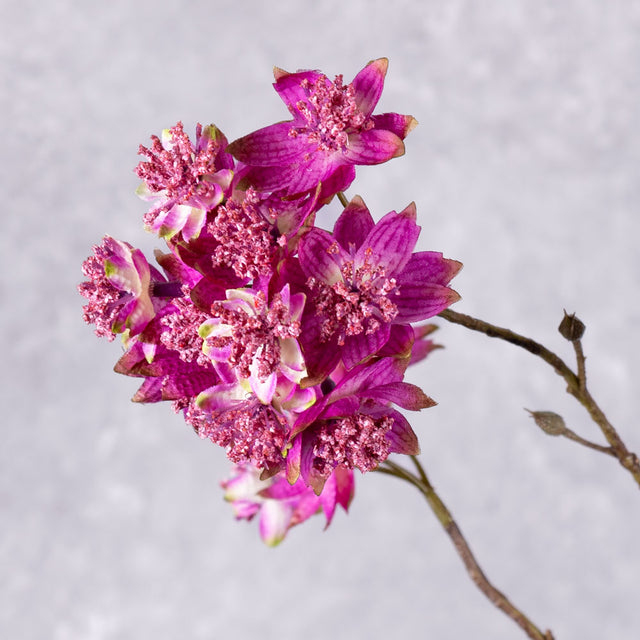 Astrantia Spray(Silk-ka), Pink/Beauty, 110cm