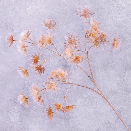Queen Anne's Lace (Silk-ka) Gold With Snow 97cm