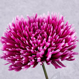 Chrysanthemum Stem (Silk-ka), Beauty, 81cm