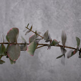 Eucalyptus spray, Artificial, Grey, 75cm