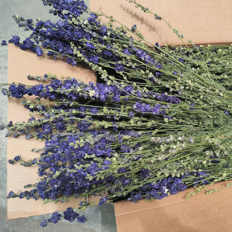 Delphinium, Natural Blue, Full Box 25 Bunches