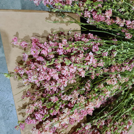 Delphinium, Natural Pink, Full Box 25 Bunches