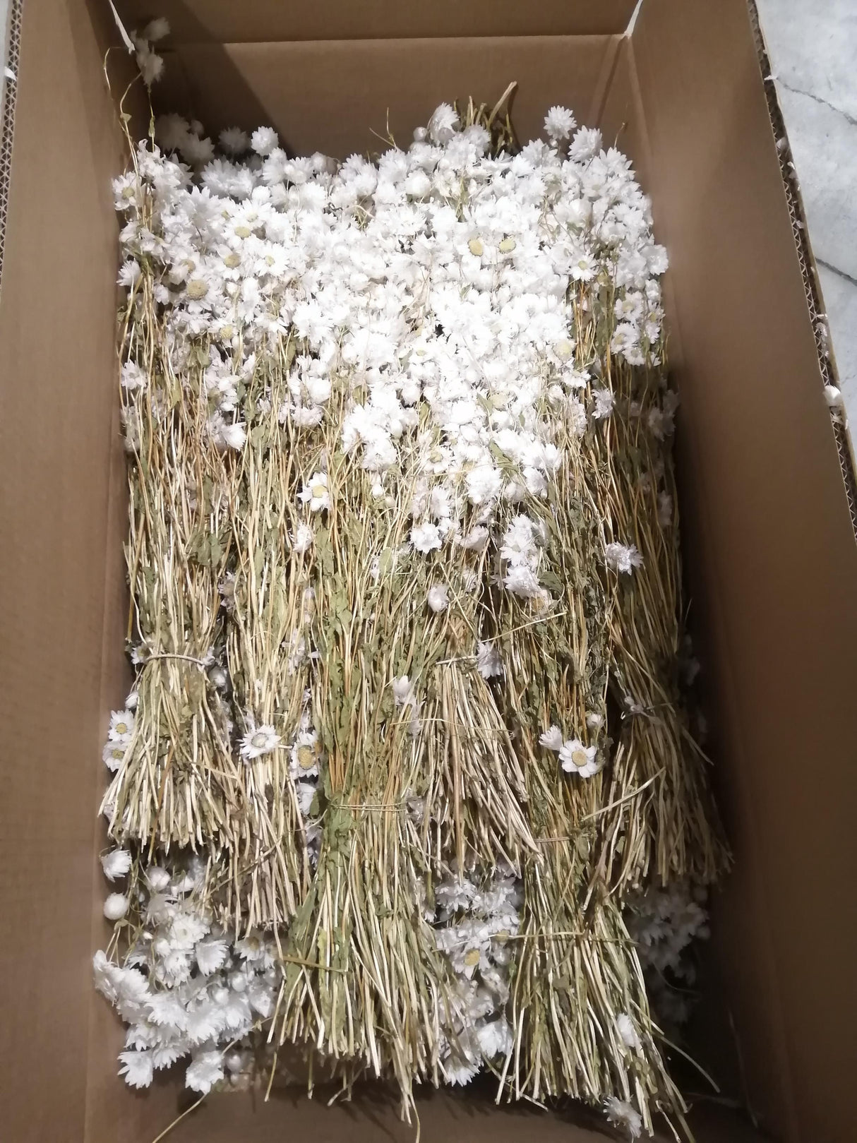 Rodanthe, Dried, Natural White, Full Box x 25 Bunches