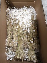 Rodanthe, Dried, Natural White, Full Box x 25 Bunches