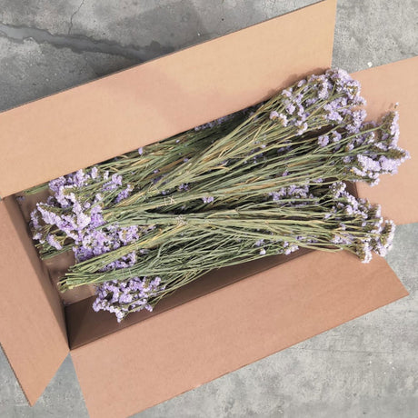 Statice Sinuata, Natural Lilac, Full Box 20 Bunches