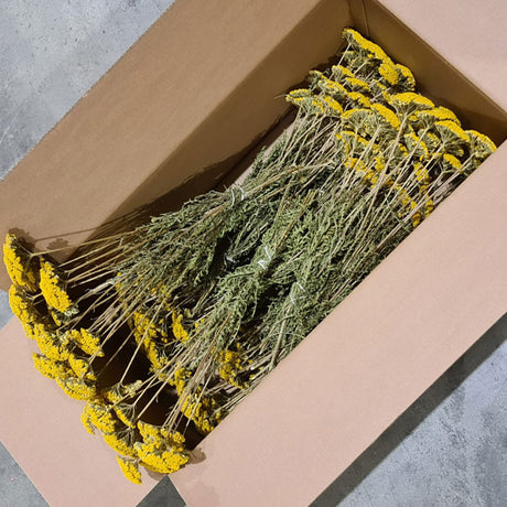 Dried Achillea Parker Natural Yellow, Box 15 Bunches